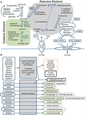 Metabolism the Difficile Way: The Key to the Success of the Pathogen Clostridioides difficile